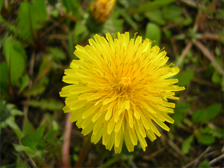 This image has an empty alt attribute; its file name is dandelion.jpg
